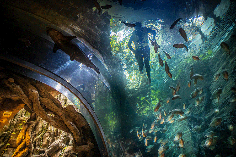 Image for Trick Or Treat? Treat Yourself With A Spooky Visit To The Green Planet’s Haunted Rainforest This October