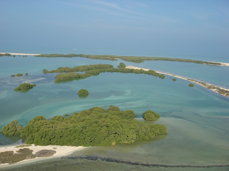 Image for EAD Plants 10 Mangrove Trees For Each COP28 Visitor As Part Of The Ghars Al Emarat Initiative