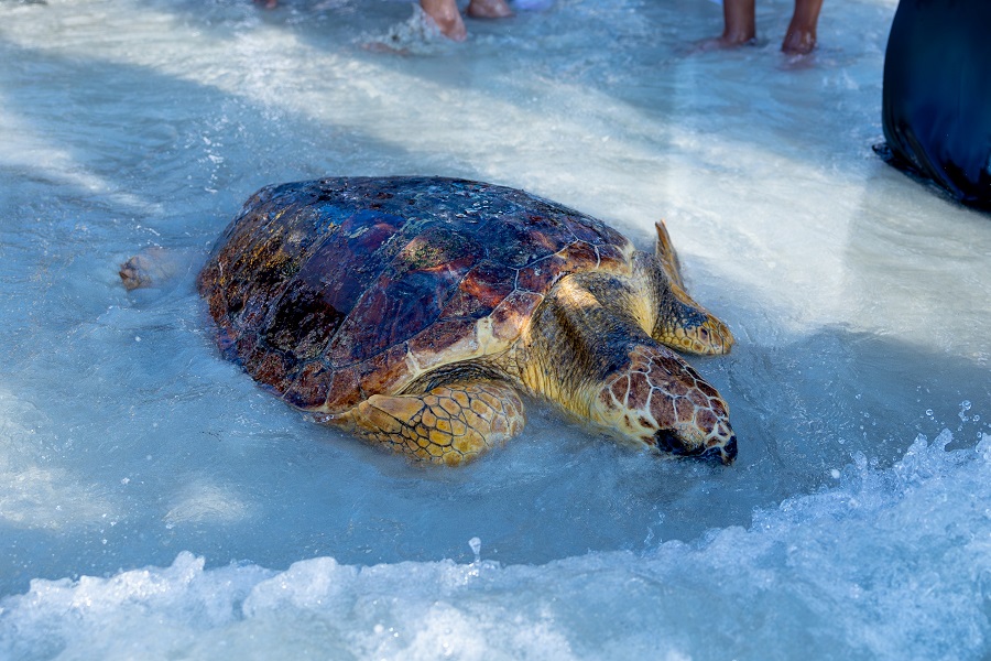 Image for As Part Of The Year Of Sustainability: EAD Releases 214 Rehabilitated Turtles Into Their Natural Habitat