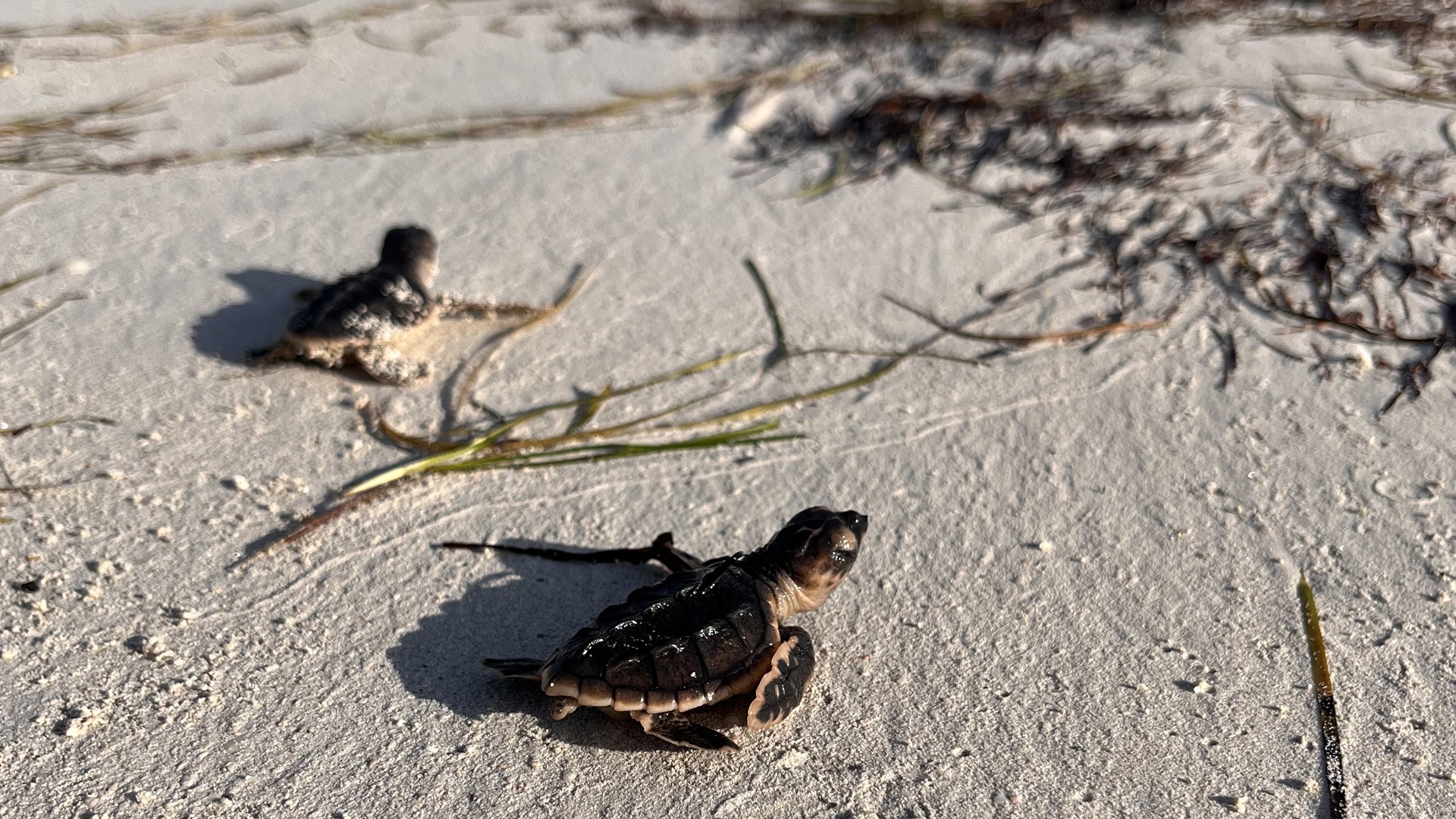 Image for Some 300 Turtles Hatch At EGA’s Al Taweelah Beach This Season, Bringing The Total Hatchings To Approximately 7,500 Since 2011