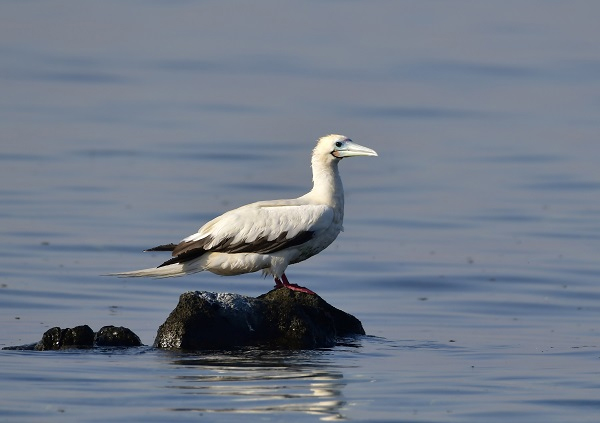 Image for The Environment Agency – Abu Dhabi Reports Rare Bird Sighting on Qarnain Island, Joining the List of 426 Bird Species Recorded in Abu Dhabi