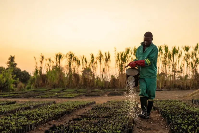 Image for Abu Dhabi-Based Offset8 And iRise To Restore 10mln Trees, Benefiting 150,000 Malawians