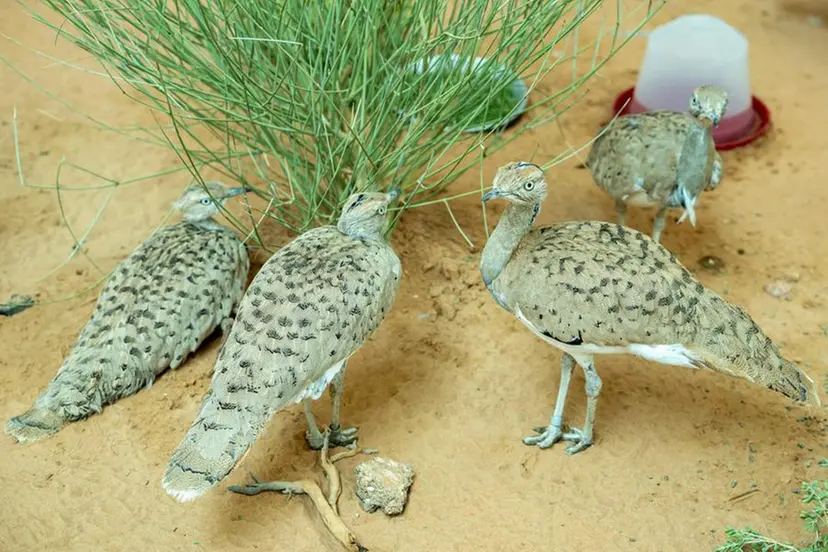 Image for Half A Million Birds Released To Boost The Sustainability Of Houbara Populations In The Wild